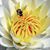 Mertz Davis's profile image