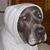 Alexa Giftos Goldstein's profile image