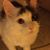 Michelle Israel's profile image