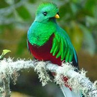 Diego G Chaj's profile image