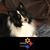 Janine Roberto's profile image