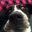 Sarah Gage's profile image