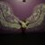 Melissa M. Lizarraga's profile image
