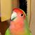 Vito DelVecchio's profile image