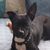 Susan Donato's profile image