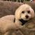 Julie Pedersen's profile image