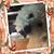 Sarah Ross Reeke's profile image