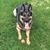 Justin David Chizmadia's profile image
