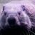 Dick Fruehauf's profile image