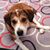 Lisa Torchia's profile image