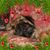 Peggy Krohn's profile image