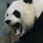 Angry Panda's profile image