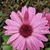 Shannon Hall Badon's profile image