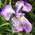 Marilyn Duncan's profile image