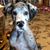 Sandy Thomas's profile image