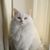 Cheryl Smith's profile image