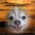 Doris Corriveau's profile image