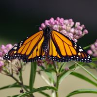 Keri Macudzinski Marshall's profile image