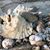 Lynne Welsh's profile image