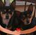 Helen Stillwell Clark's profile image