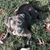 Dianne Brown's profile image