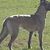 Dina Vitale's profile image