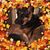Julie Maloy's profile image