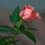 Catalina Rivas's profile image