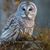 Dianne Horvath's profile image