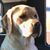 Monica Stoddard's profile image