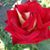 Muhammed Rifai's profile image