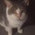 Barb Prestileo's profile image