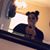Kylie Jackson's profile image