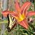 Amanda Verrier's profile image