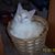 Fred McFoofinstine's profile image