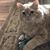 Laura Natale's profile image