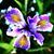 Sylvie Fleur De St-Alby's profile image