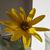 Daisey Mitchell's profile image