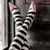 Stephanie Montell Kingston's profile image