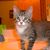 Mike Abbott's profile image