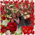 Diane Gemmill's profile image