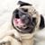 Sue Chapman's profile image