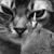 Pierre Giraud's profile image