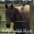 Kendra Wallin Schlenker's profile image