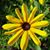 Harriet Conner's profile image