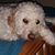 Sarah Pichler Jaycox's profile image