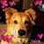 Julie Kenyon Zitterich's profile image