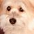 Mike Schon's profile image