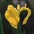 Joy Toney Hines's profile image