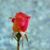 Lynn Lusch's profile image